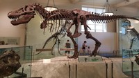 American Museum of Natural History terletak di Kota New York, AS. Museum ini menyimpan lebih dari 32 juta koleksi spesies tumbuhan, hewan, fosil, bebatuan, meteorit dan artefak lainnya, termasuk fosil T-Rex. Fosil T-Rex sangat populer di kalangan turis (Rachmatunnisa/detikTravel)