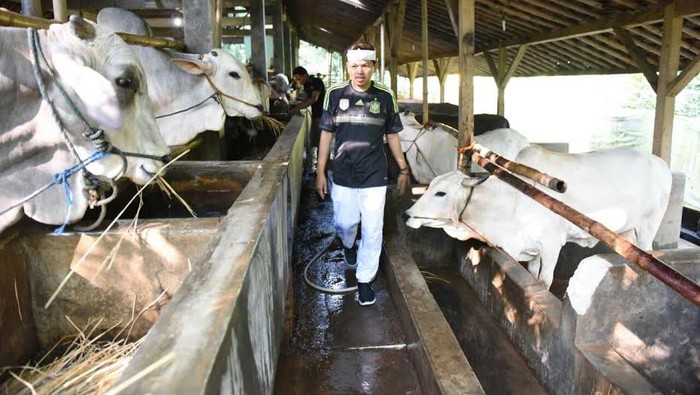 Surplus Domba, Purwakarta Kebanjiran Order Jelang Idul Adha