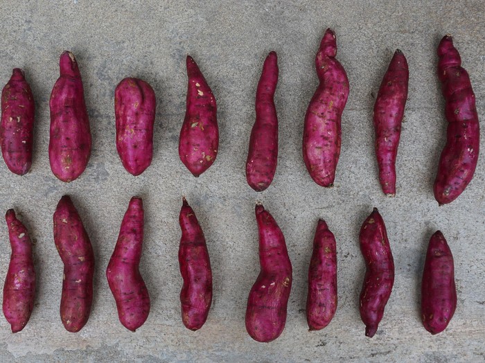 Infografis: Kandungan Sehat Ubi Ungu