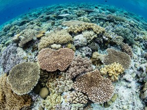 Segitiga Emas di Sulawesi Tenggara