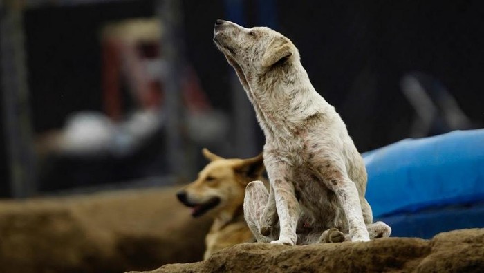 Territorio de Zaguates Tempat penampungan anjing di Kosta Rika