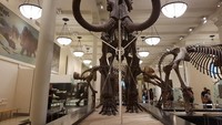 Di AMNH, Salah satu fosil yang tak kalah populer dengan fosil T-Rex adalah fosil Mammoth, gajah purba yang memiliki gading raksasa. Mammoth ini terkenal karena film Ice Age yang disukai anak-anak (Rachmatunnisa/detikTravel)