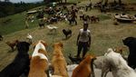 Surga Untuk Anjing Terlantar di Kosta Rika