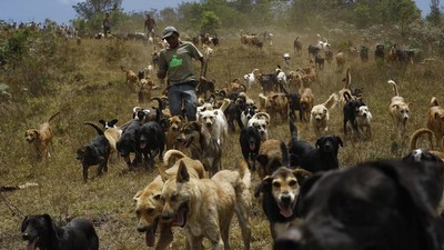 Surga Untuk Anjing Terlantar di Kosta Rika