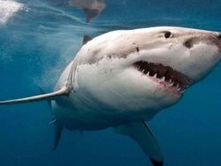 Deretan Hewan yang Sudah Eksis di Bumi Sebelum Manusia Ada