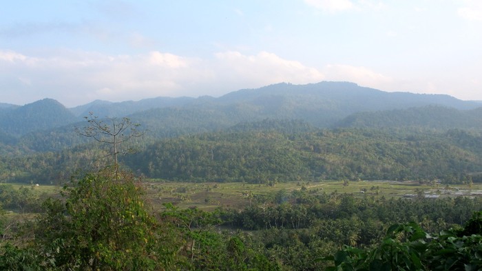Gajah Liar Ditemukan Mati di Bengkalis Riau, Ada Luka Punggung