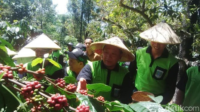 Panen Merah Kopi, Bupati Irsyad: Saya Ingin Petani Pasuruan Sejahtera