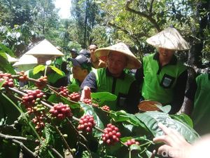 Panen Merah Kopi, Bupati Irsyad: Saya Ingin Petani Pasuruan Sejahtera