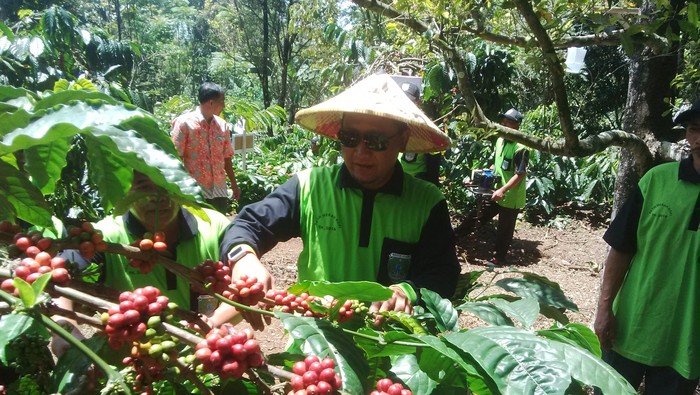 Manis-Pahit Kopi Nasional