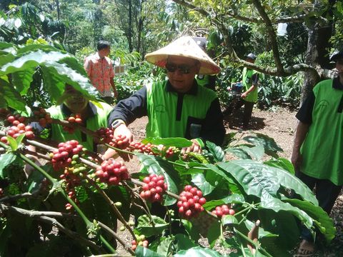 Kebun Kopi Pasuruan
