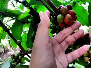 Catat! Banyuwangi Akan Gelar Festival Kembang Kopi