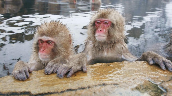 Lembah Neraka yang Jadi Pemandian Para Monyet di Jepang