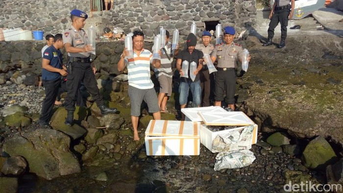 Perdagangan Ribuan Benih Lobster Digagalkan Polair Banyuwangi