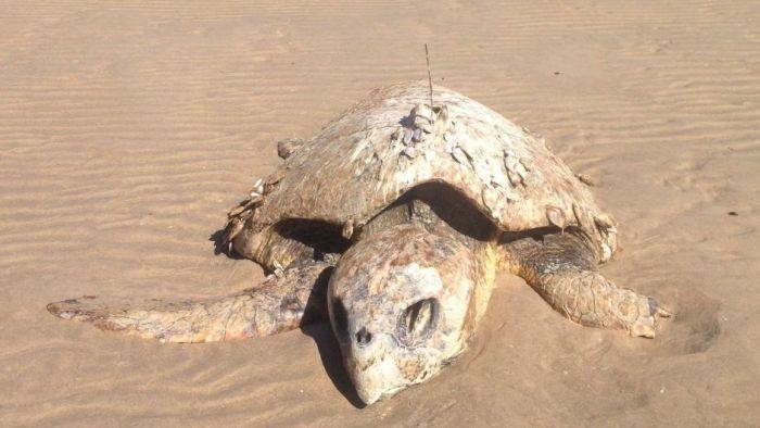Berenang Sejauh 5.970 Km, Marloo Si Penyu Akhirnya Mati Kelaparan