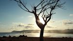 Bukit Merese dan Pohon Galau di Lombok