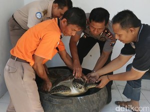 Pengiriman Penyu Hijau ke Pulau Bali Digagalkan