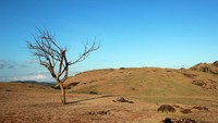 Foto: Traveler juga bisa menemukan Pohon Galau yang berdiri sendiri di puncak bukit. Kabarnya pohon itu memang sengaja ditaruh di atas bukit sebagai properti dari sebuah film (Randy/detikTravel)