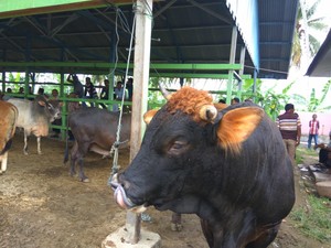 Jelang Idul Adha, Harga Sapi di Aceh Rp 6 Juta-Rp 60 Juta/Ekor