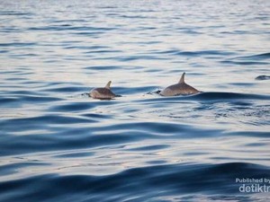 Lovina Festival 2016 Akan Ungkap Kecantikan Bali Utara