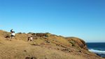 Bukit Merese dan Pohon Galau di Lombok