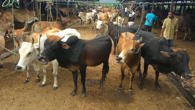 Polda Metro Kurban 79 Ekor Sapi dan 48 Kambing