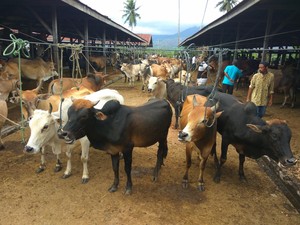 Polda Metro Kurban 79 Ekor Sapi dan 48 Kambing