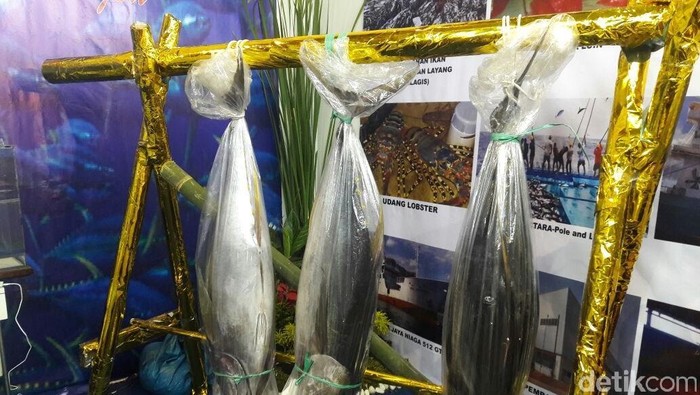 KKP dan ITS Kembangkan Metode Pendeteksi Kesegaran Ikan Tuna