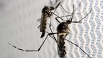 Dunia Waspada Virus Zika