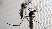 Virus zika disebarkan oleh nyamuk Aedes aegypti. Tampak nyamuk tersebut tengah diteliti di sebuah laboratorium di Campinas, Brasil. REUTERS/Paulo Whitaker/File Photo.