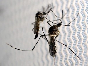 Pakar Kritik Keputusan WHO Cabut Status Darurat Internasional untuk Zika