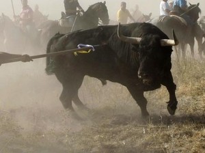 5 Aktraksi Hewan yang Jadi Kontroversial