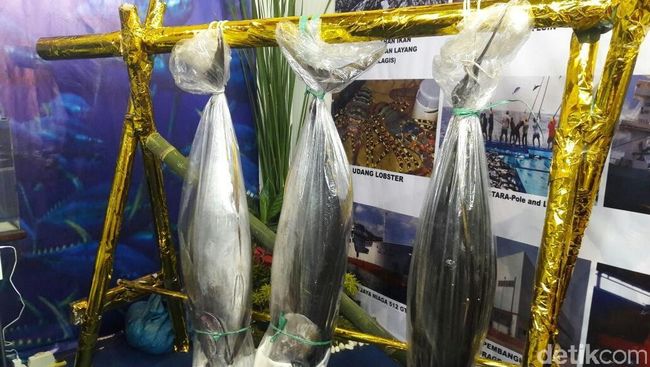 Ikan Tuna Seberat Orang Dewasa