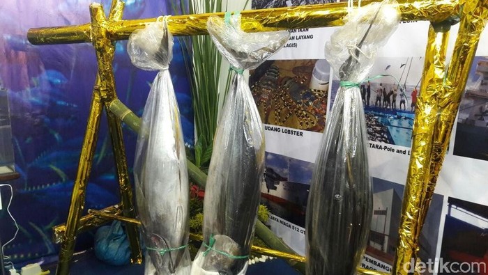 Dampak kebijakan Menteri Kelautan dan Perikanan, Susi Pudjiastuti yang giat memerangi pencurian ikan alias illegal fishing mulai berbuah hasil. Nelayan di Sendang Biru, Malang Selatan, mulai kebanjiran pasokan.