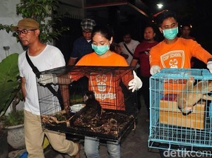 Satwa Liar Dkirim Lewat Paket di Wilayah Pulau Jawa