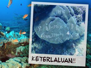 Digurat Turis Nakal, Karang di Bali Terancam Mati!