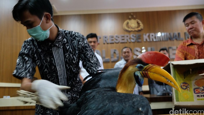 Polda Sulsel Sita Belasan Burung Langka Koleksi Pemuda di Makassar