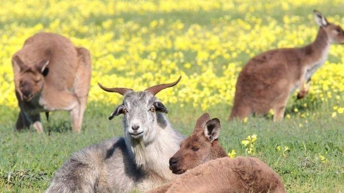 Gary Kambing yang Hidup Bersama Kanguru di Adelaide