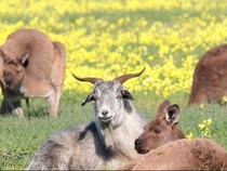 Mengapa Pupil Mata Kambing Berbentuk Horizontal?