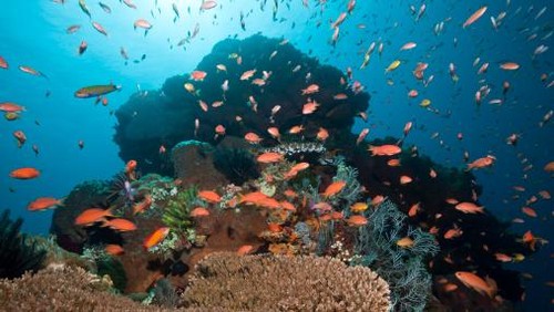 Suasana bawah laut Nusa Penida