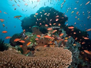 Mengenal Toyapakeh, Spot Diving di Bali yang Dirusak Turis Nakal