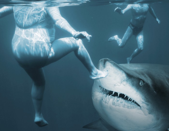 Shark attack. Life insurance concept.
