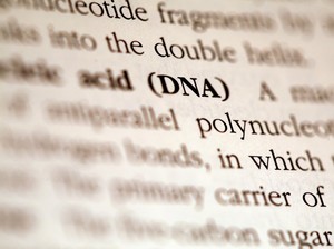 Harga Tes DNA Paternitas, Dijalani RK untuk Buktikan Hubungan dengan Anak Lisa