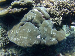 Ini Reaksi Menpar Soal Karang yang Dirusak Turis di Bali