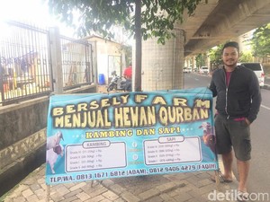 Bisnis Sapi Jelang Idul Adha, Modal Rp 450 juta Omzet Capai Rp 650 juta
