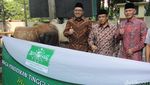 PBNU Salurkan Hewan Kurban