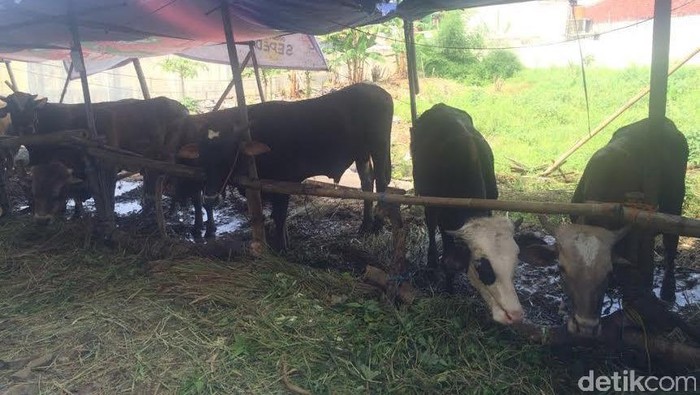 Keluhan Pedagang Sapi Jelang Idul Adha Tahun Ini