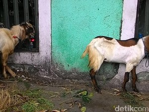 Petugas Temukan 1.109 Domba di Bandung Tidak Layak Kurban
