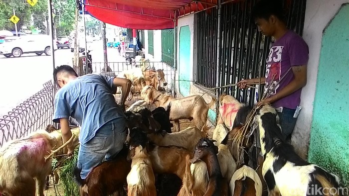 Di Banyuwangi, Jualan Kambing Sudah via Online