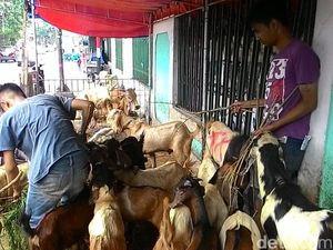 Di Banyuwangi, Jualan Kambing Sudah via Online