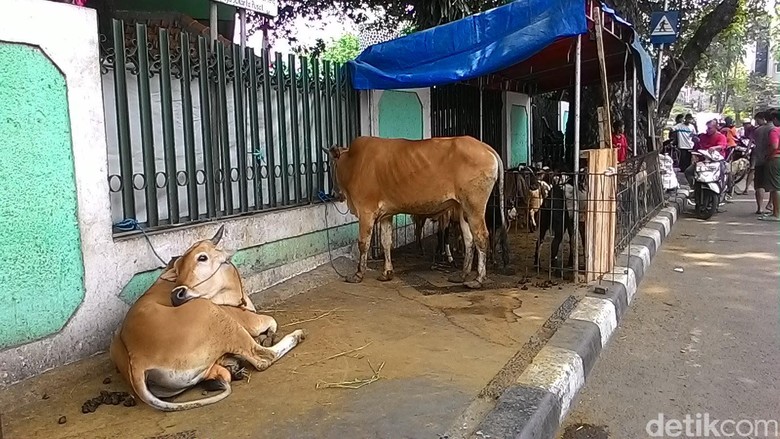 izin jualan surat Jual Klaim Dapat Pedagang Trotoar, Hewan Kurban Sudah di